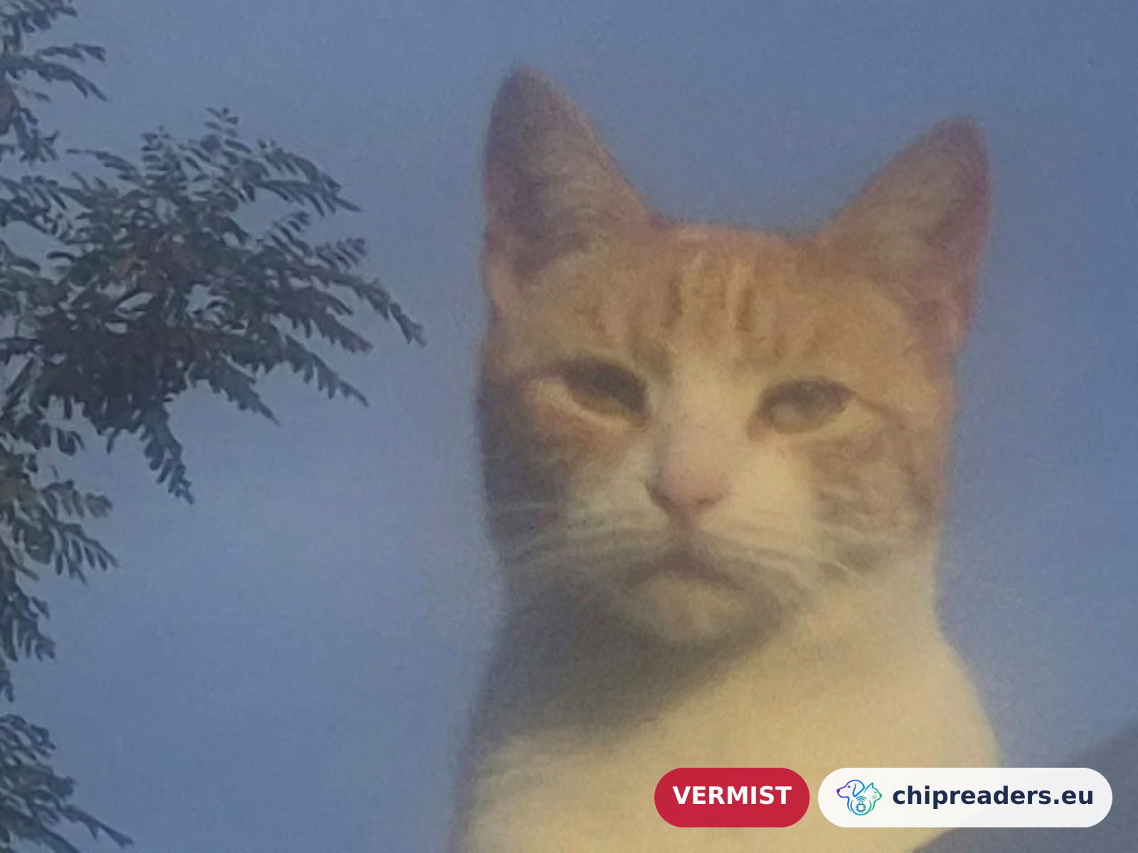 cheechi, kat