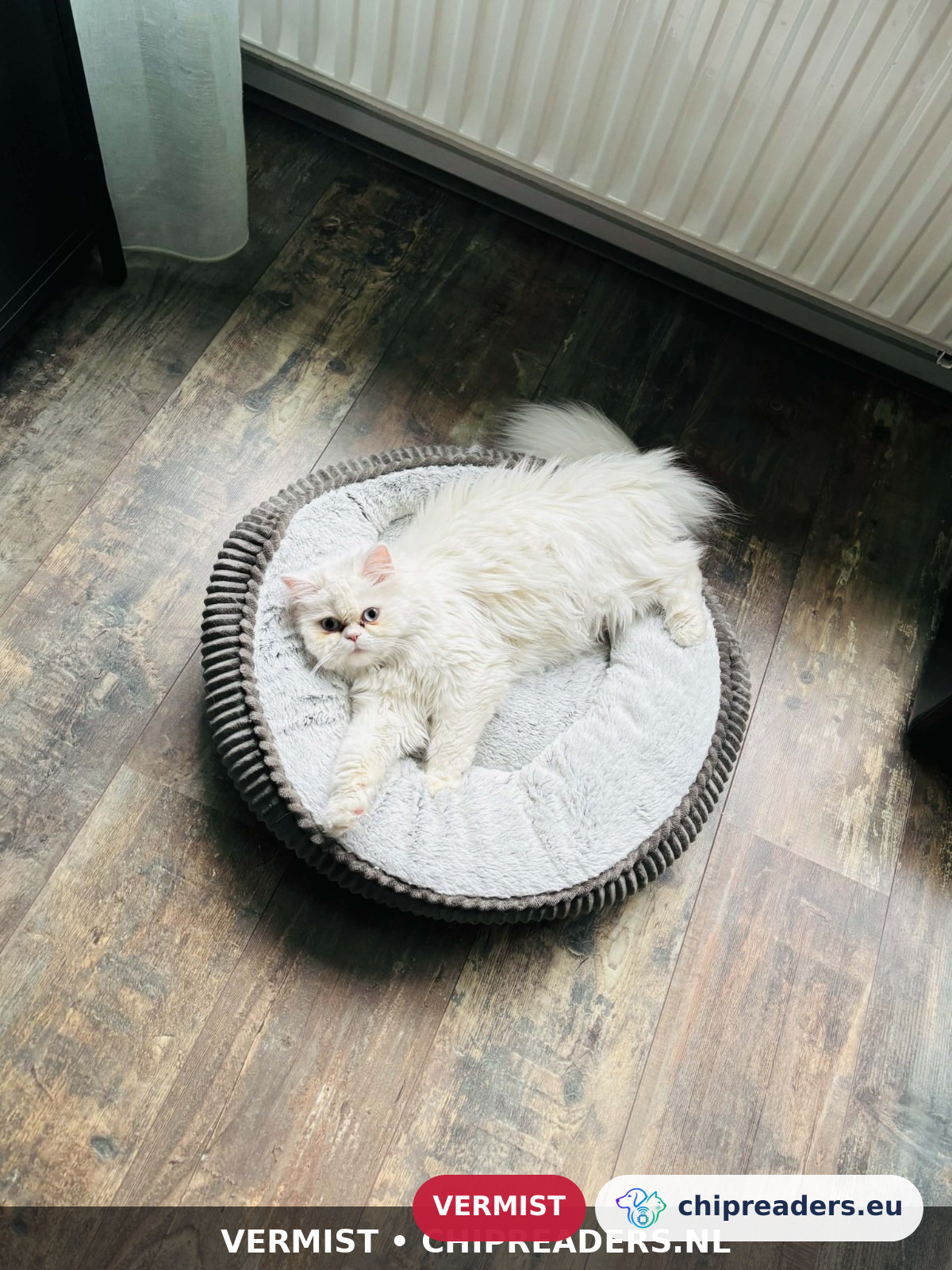 RoXii, kat