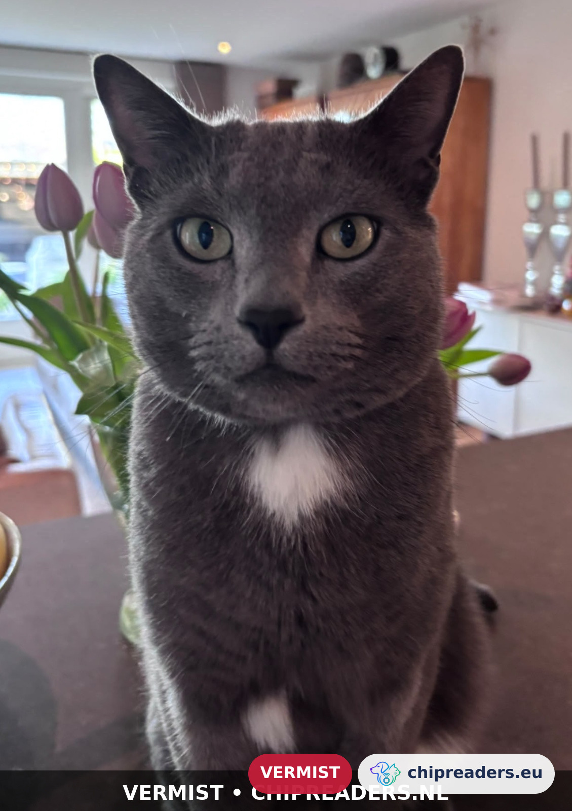 Kees, kat