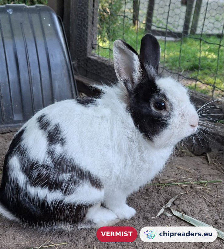 Oreo, konijn