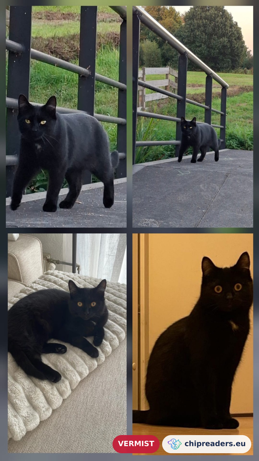 Pelle, kat