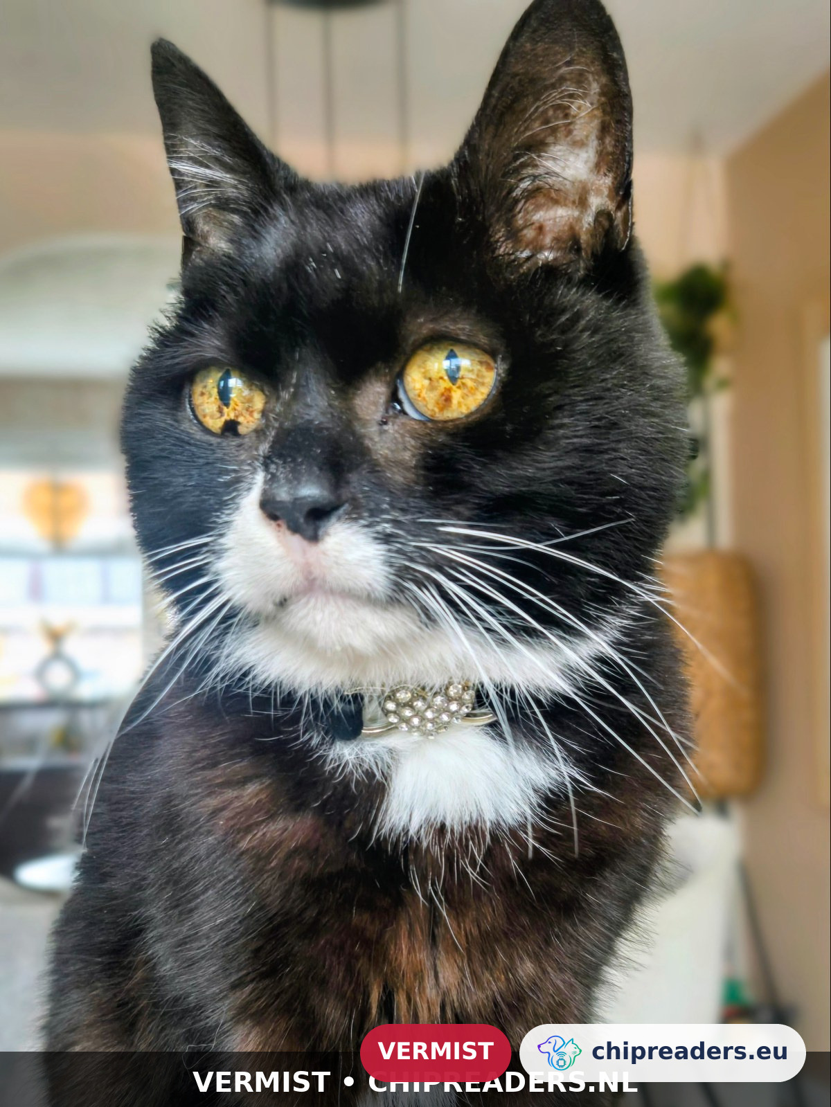 Blacky, kat