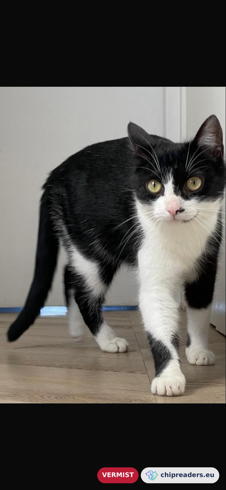 Loes (Cat), missing animal