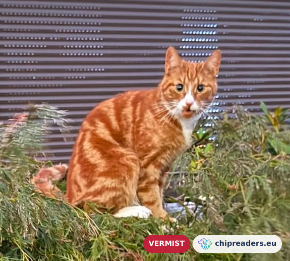 Jaapie, kat