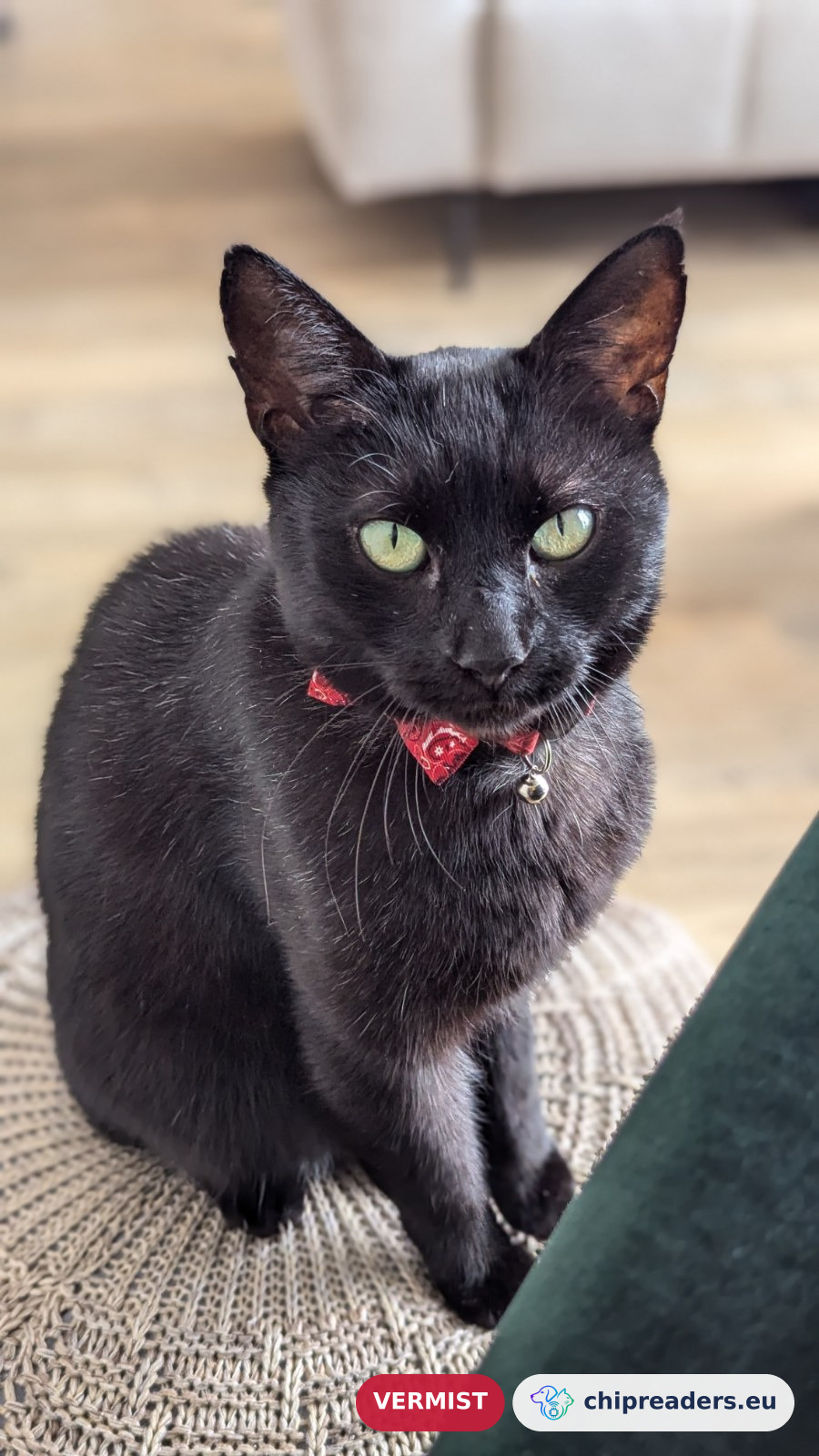Ibbel, kat