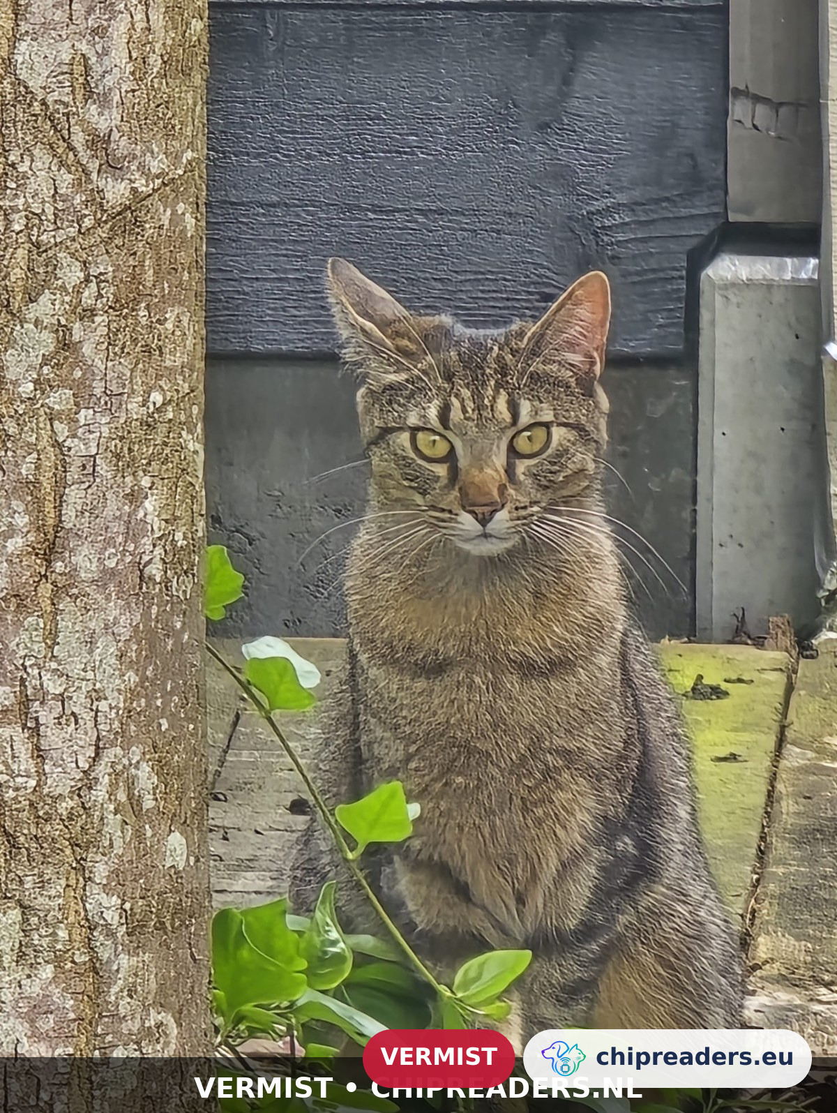 Bliksem, kat