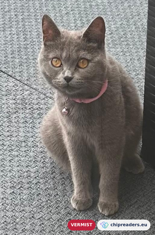 Mina, kat