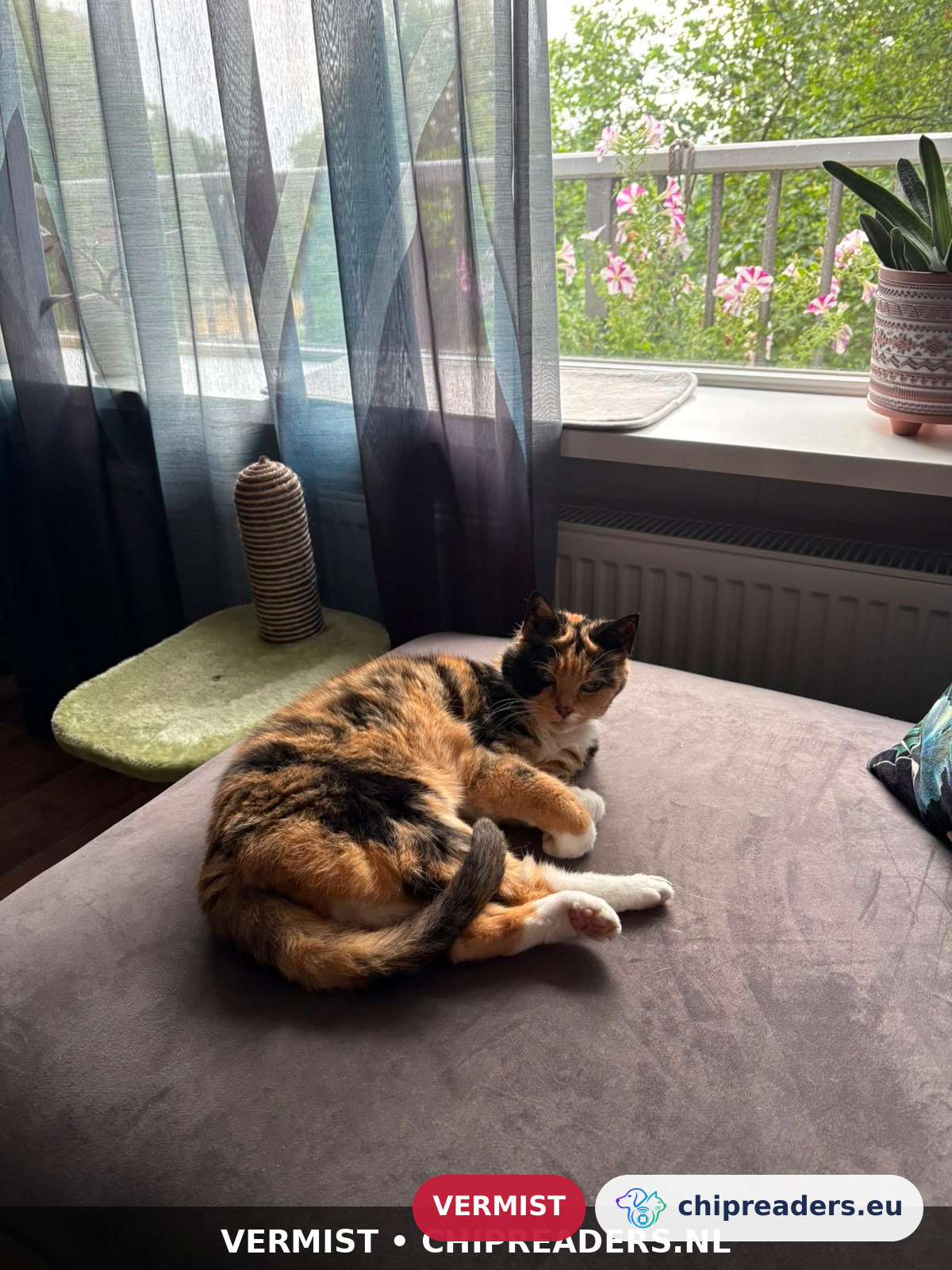 Schildpadkat, kat
