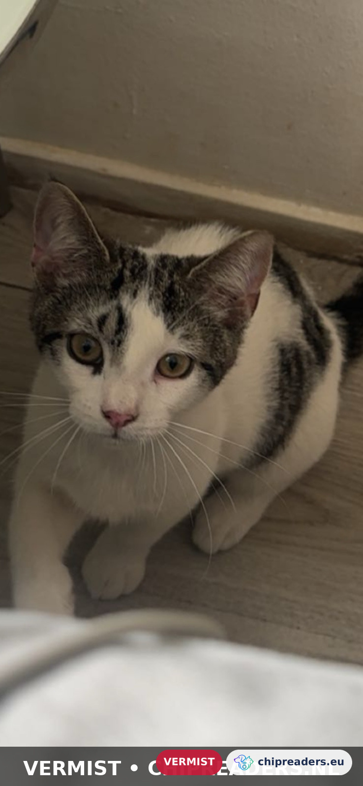 Milo, Kat