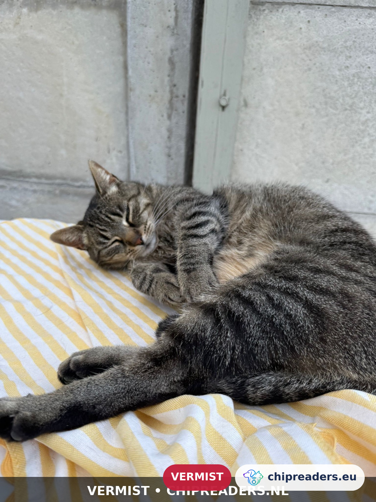 Loesje, kat