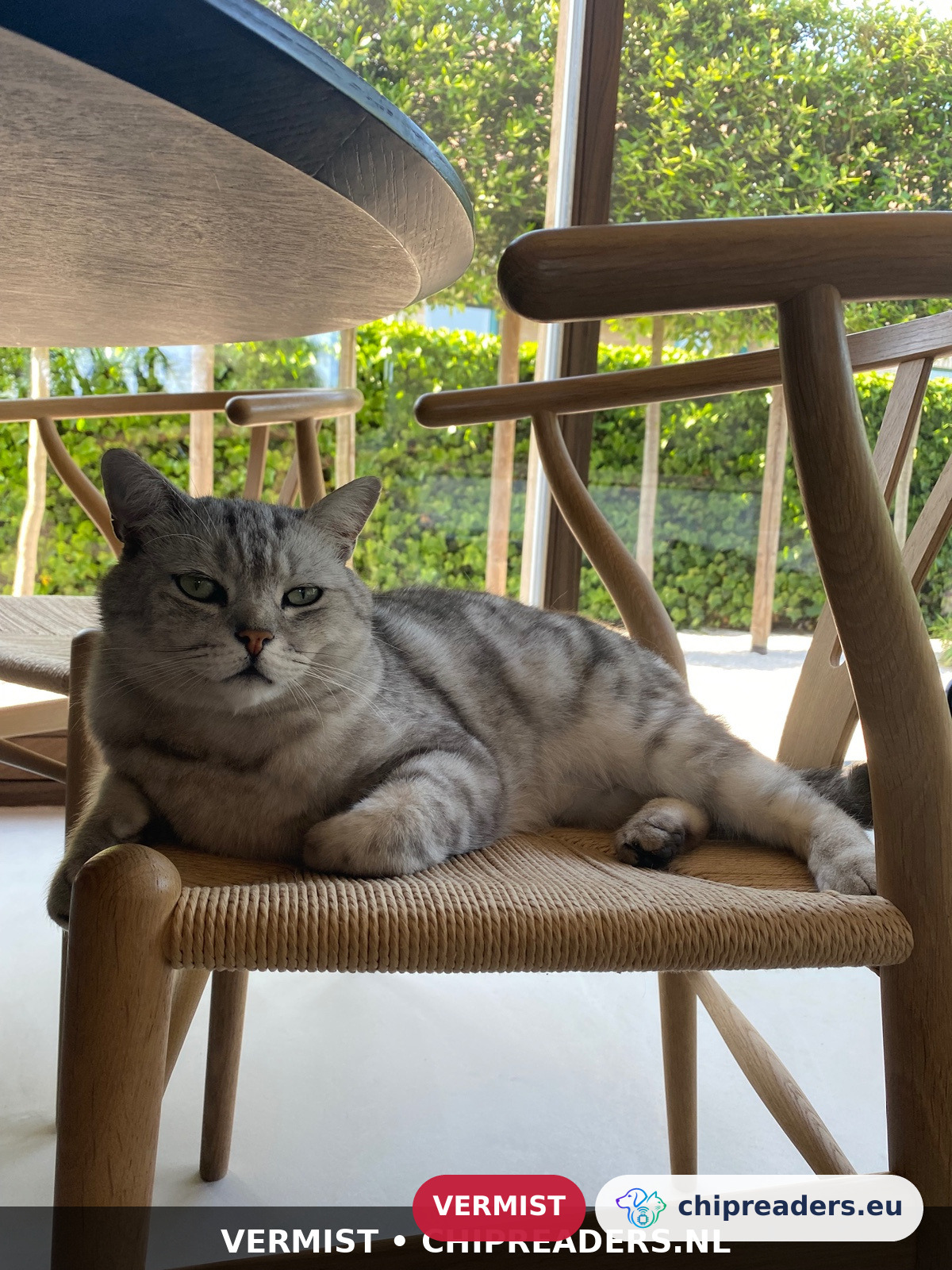 Oscaar, kat