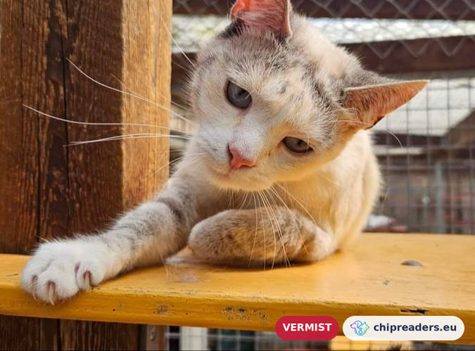 Druifje, kat