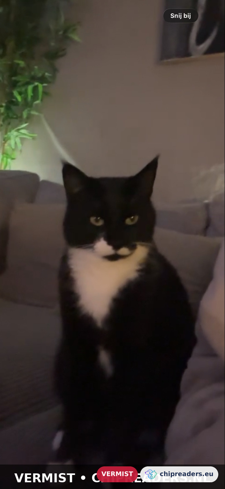 Karel, Kat