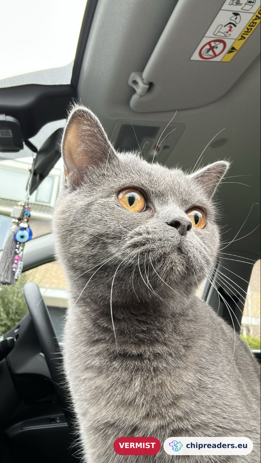 Nala, kat