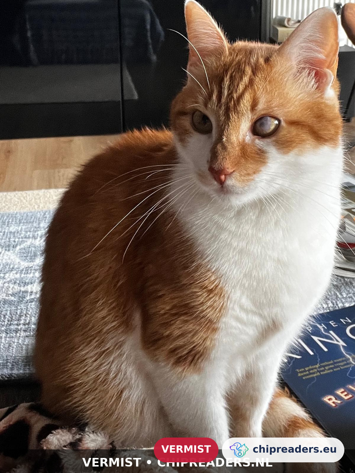 Garfield, kat