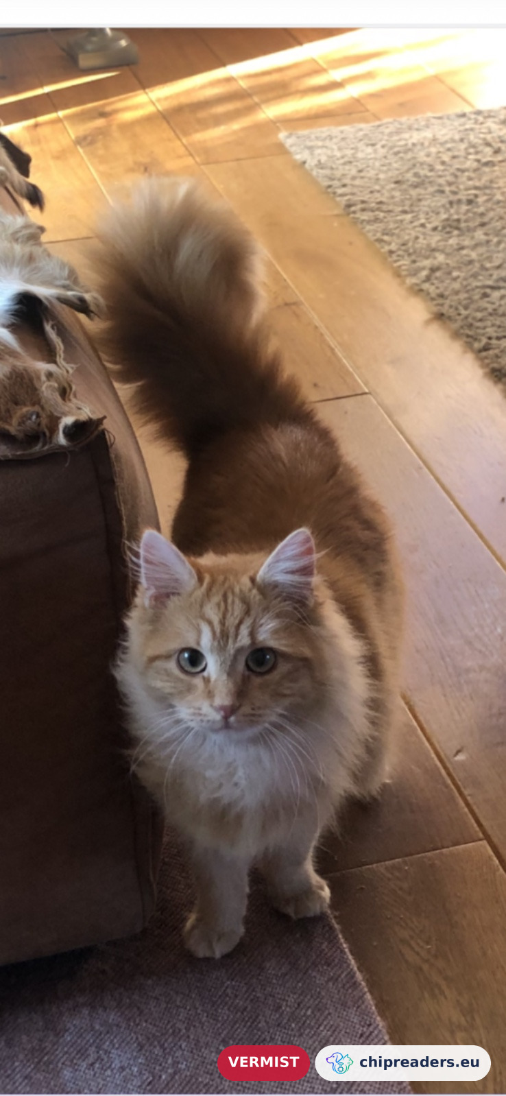 Juffrouw Jannie, kat