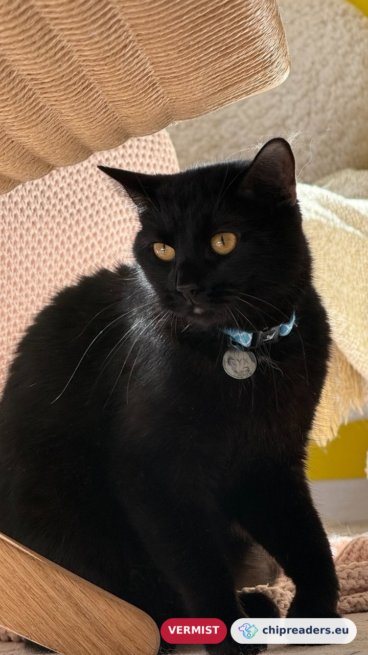 Nyx, kat