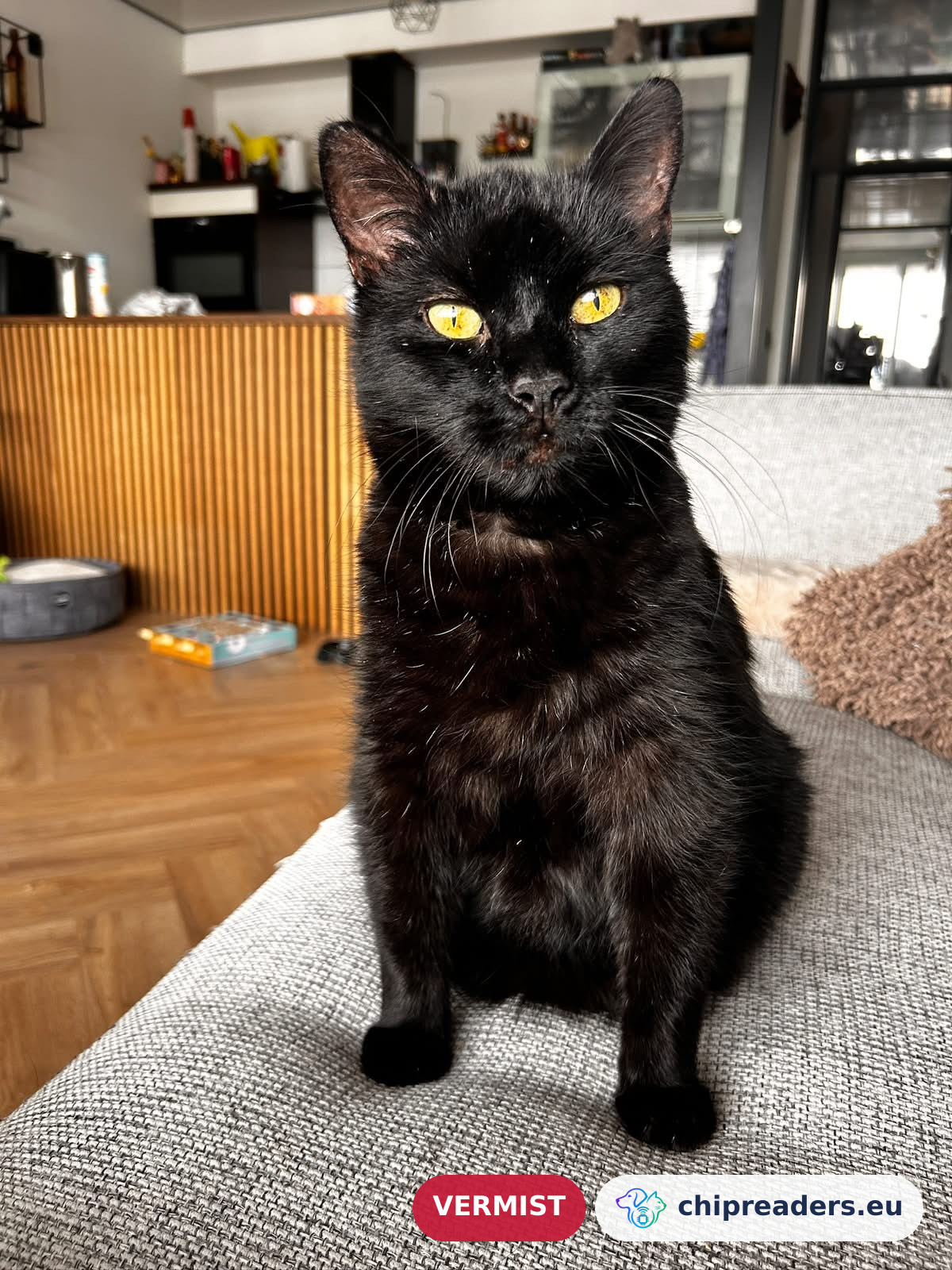 Buster, kat
