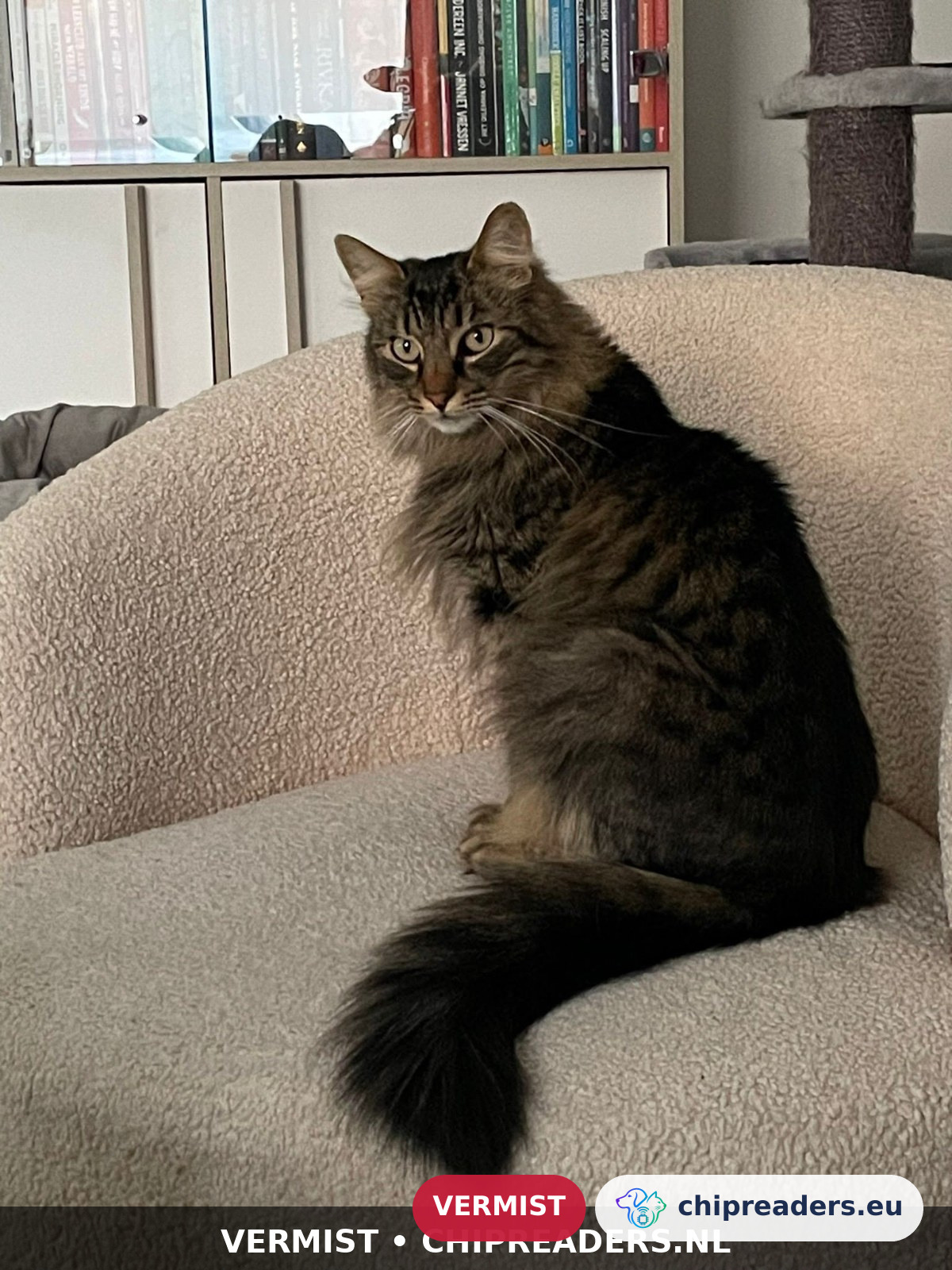 Grisi, kat