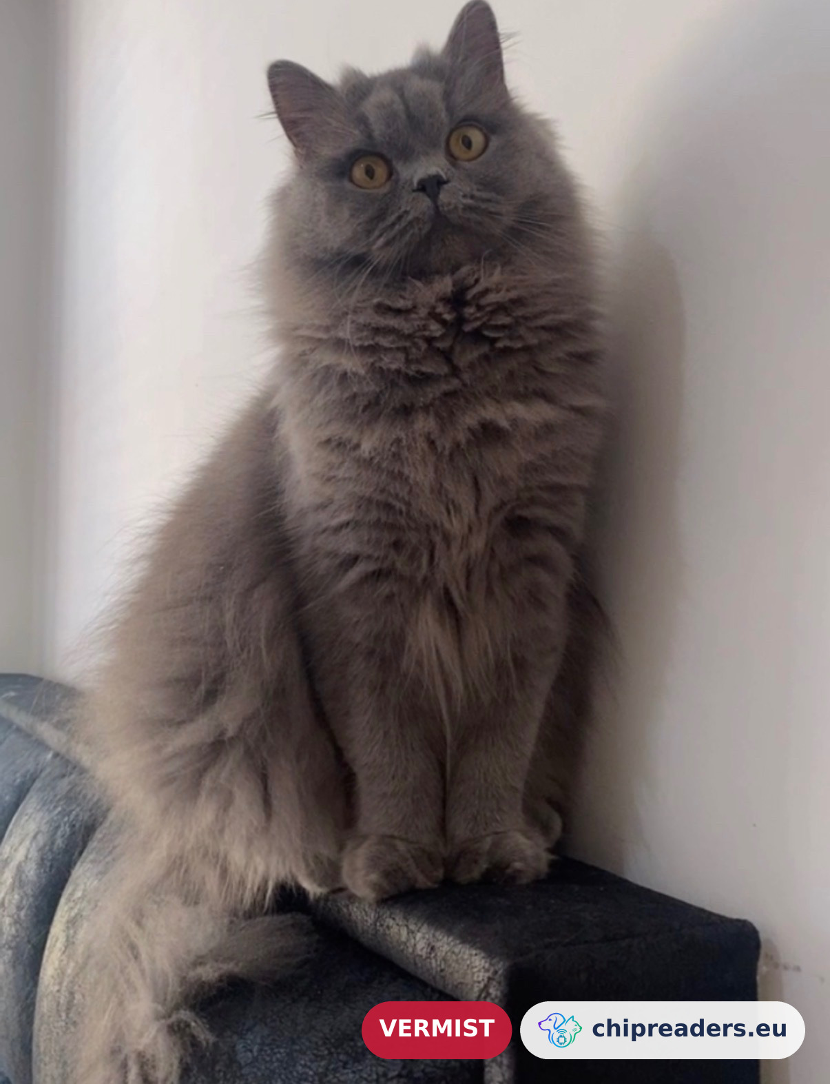 Nala, kat