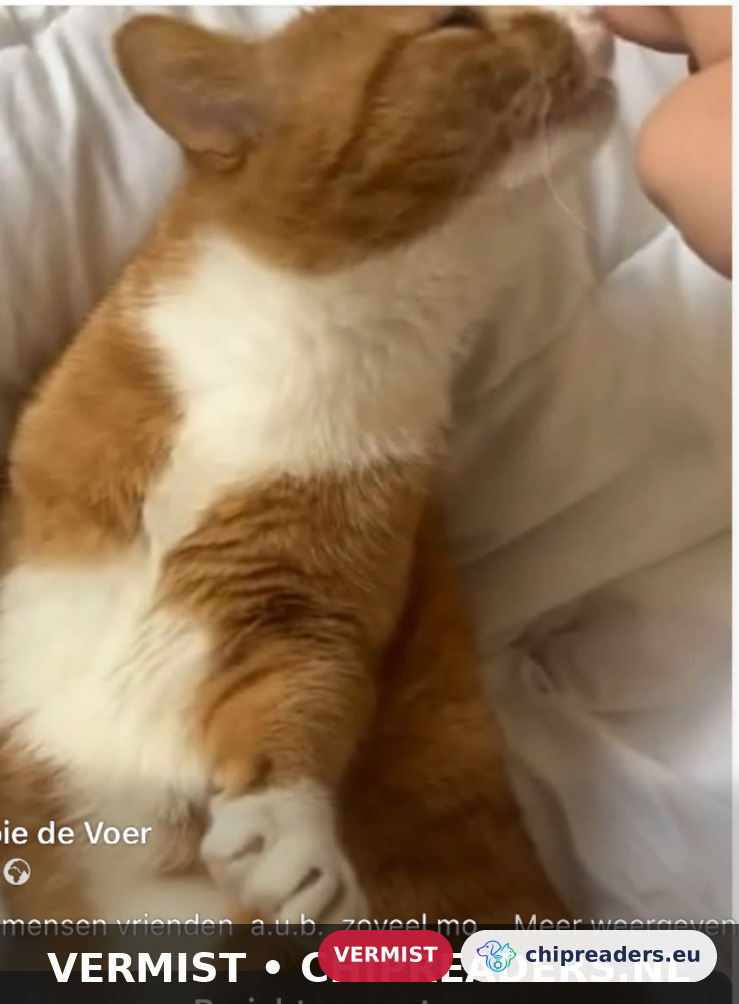 Hendrikje, kat