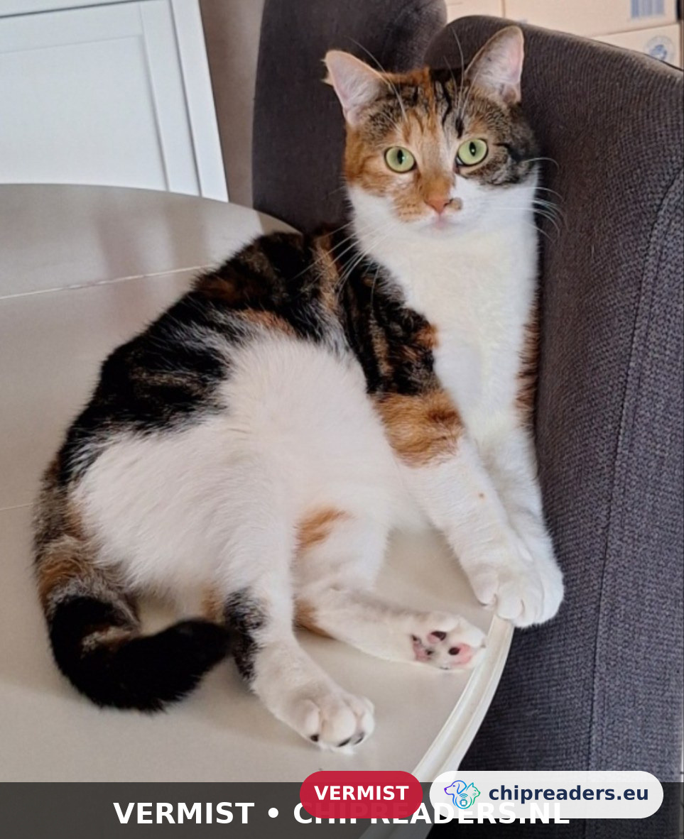 Lilo, kat
