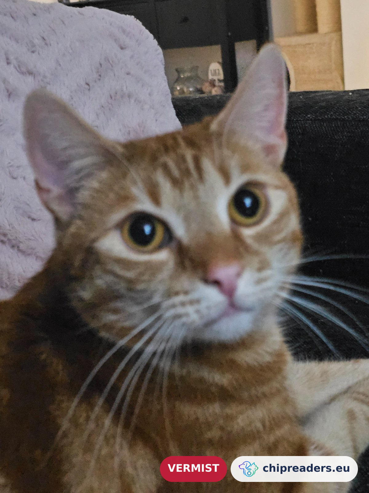 Charlie, kat