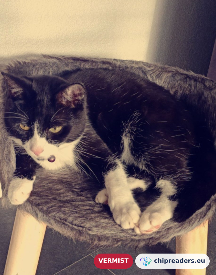 Shenzi, kat
