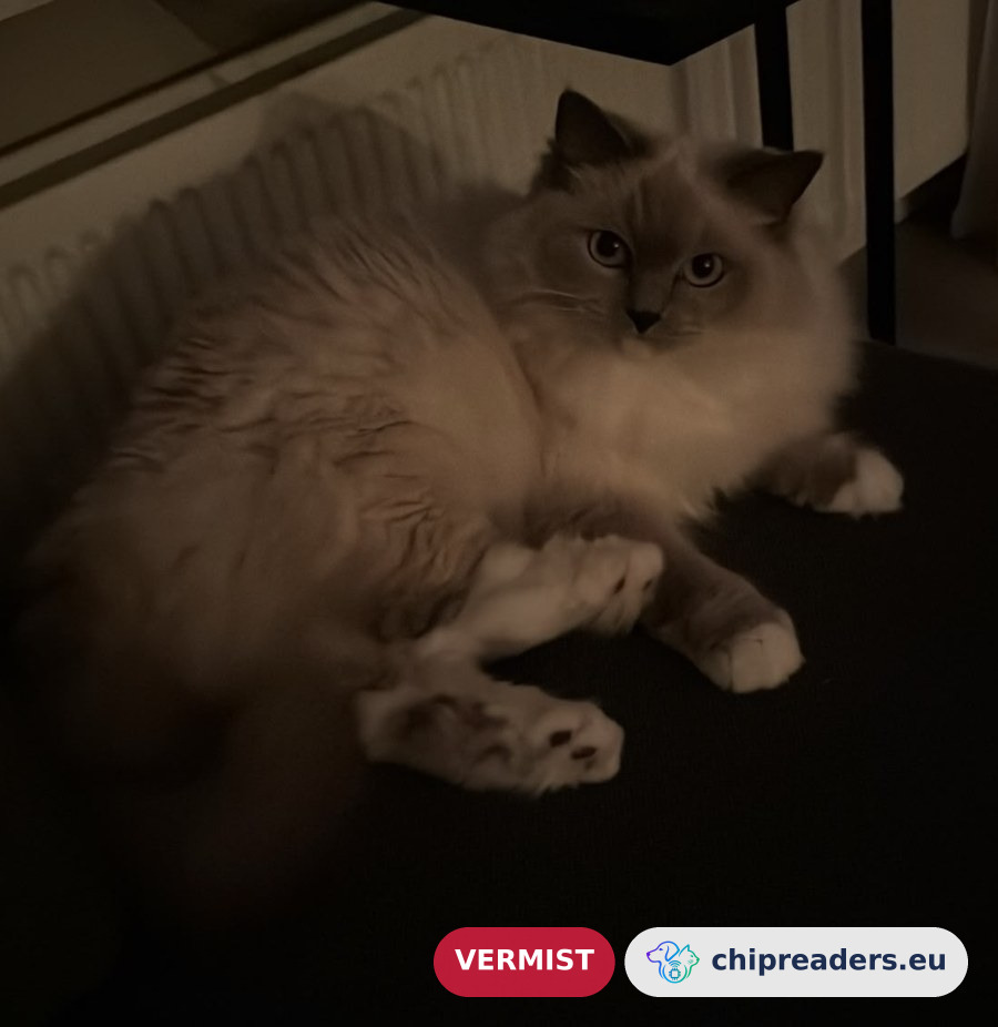Troy (Cat), missing animal