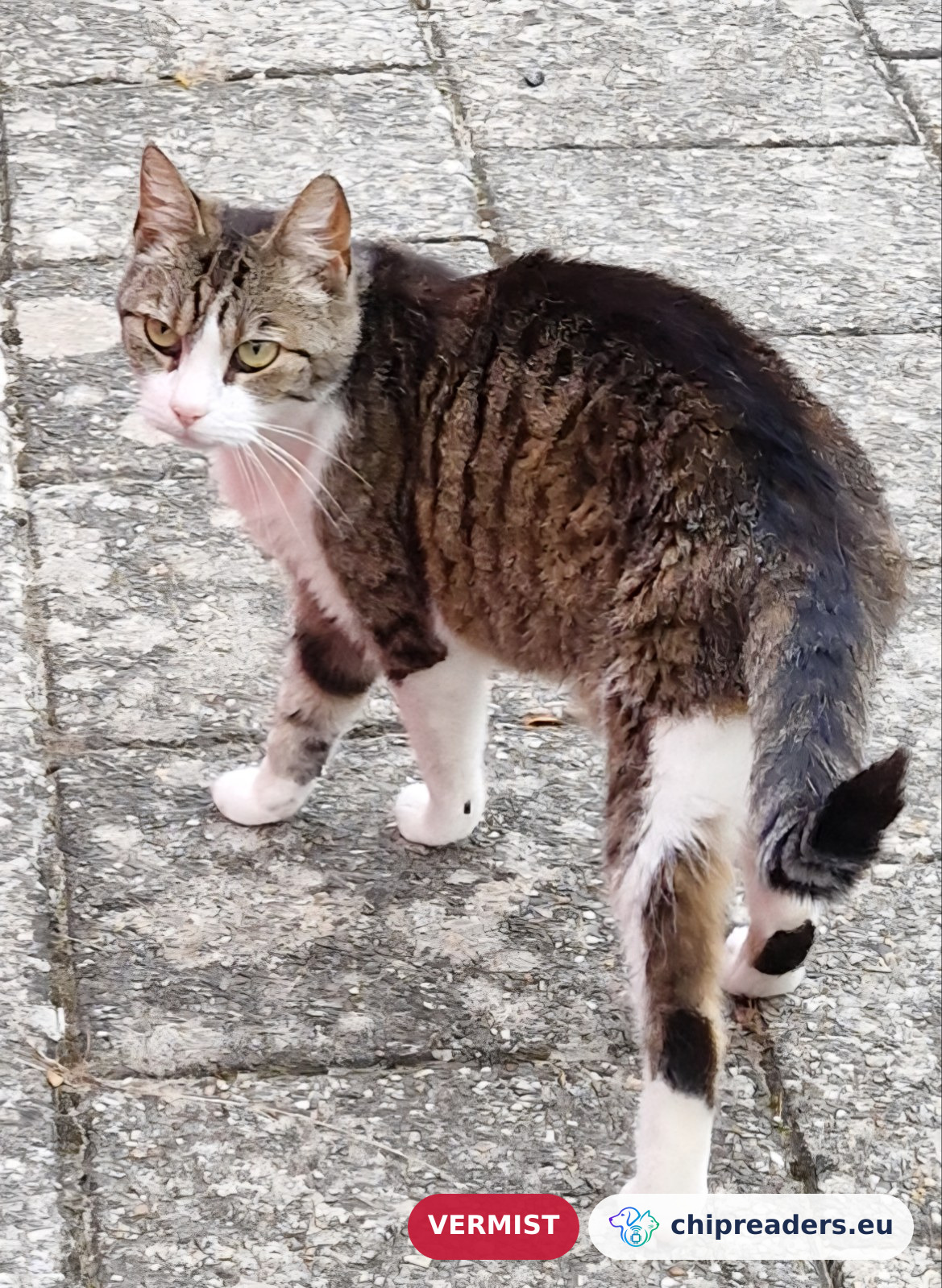 Minina (Primrose), kat