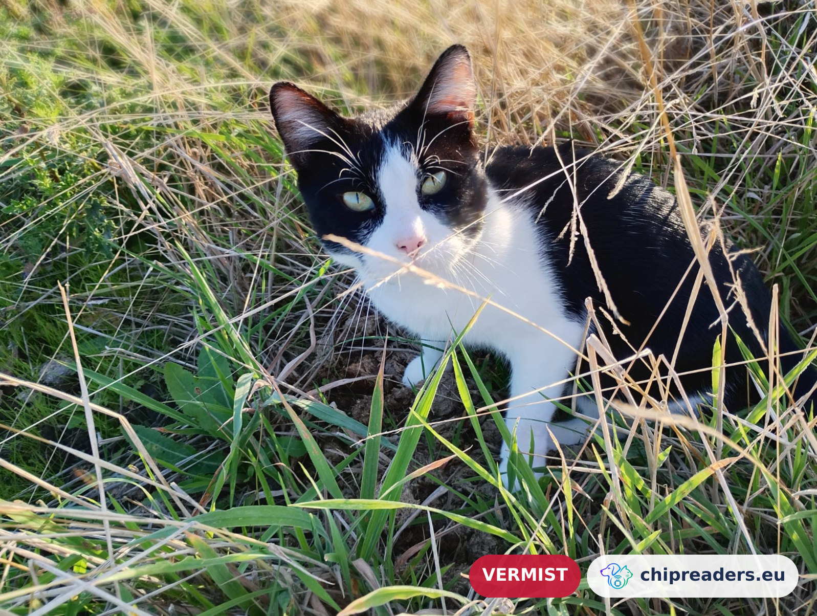 Muis, kat