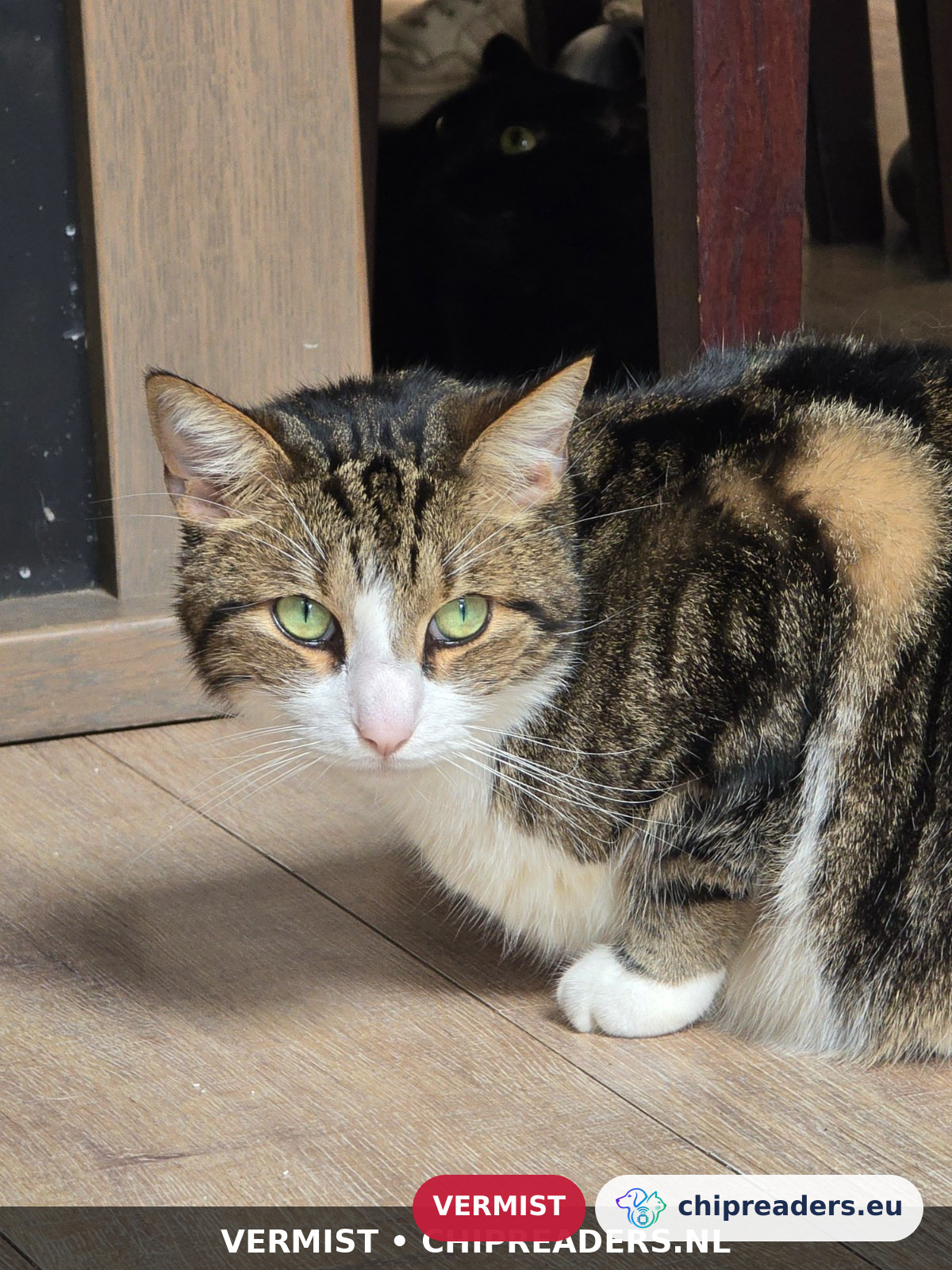 Kleine, Kat