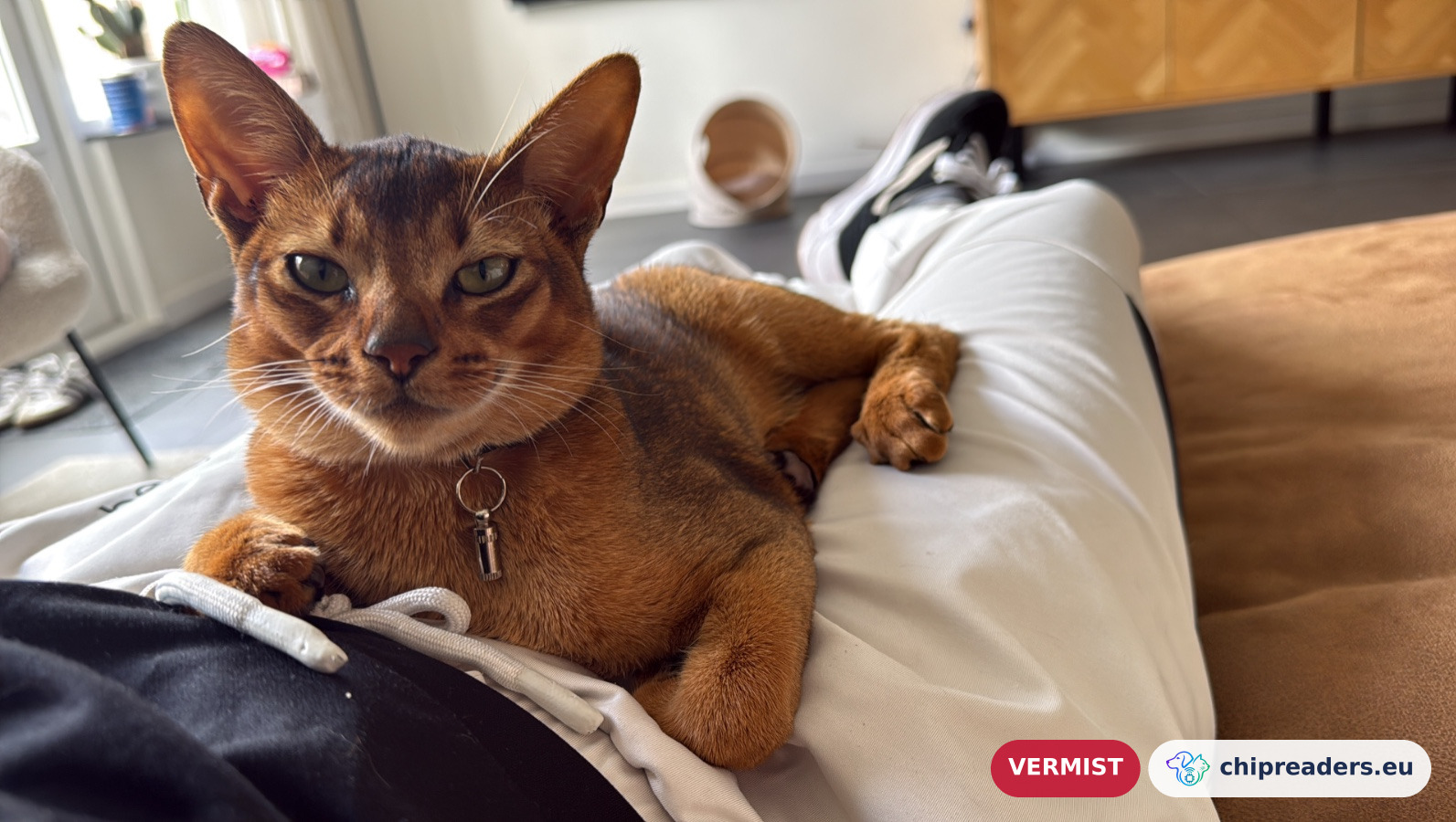 Pipper, Kat