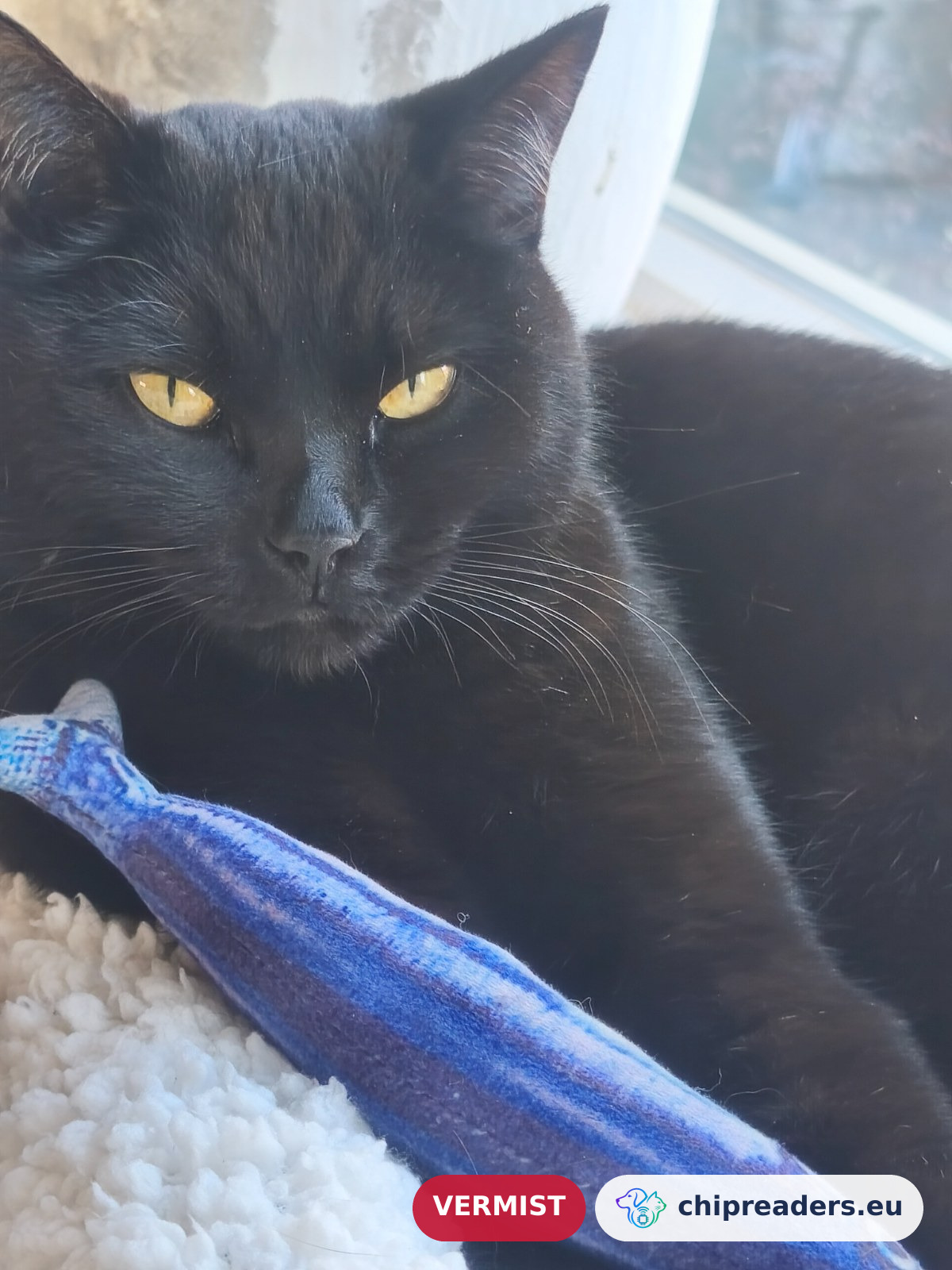 Pino, kat