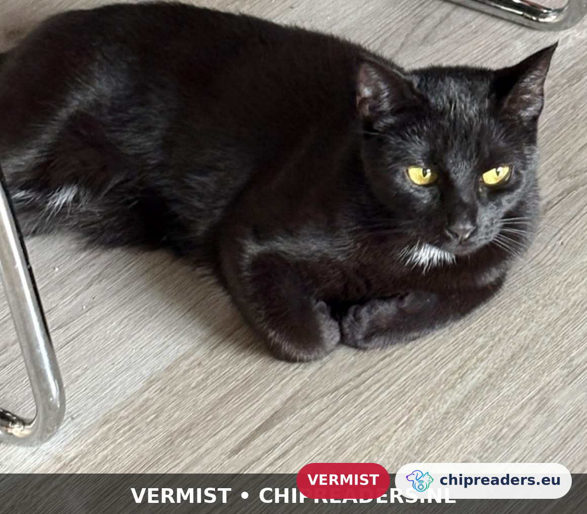 Luna, kat