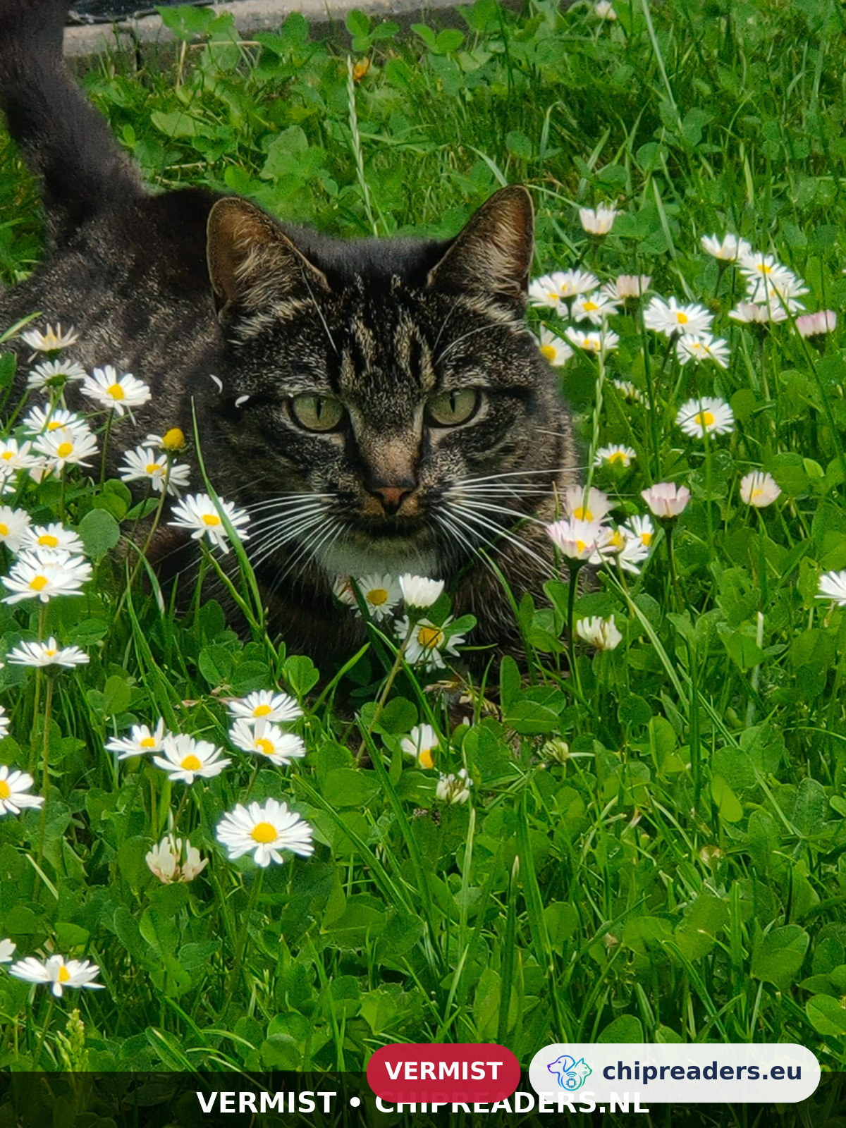 Roosje, kat