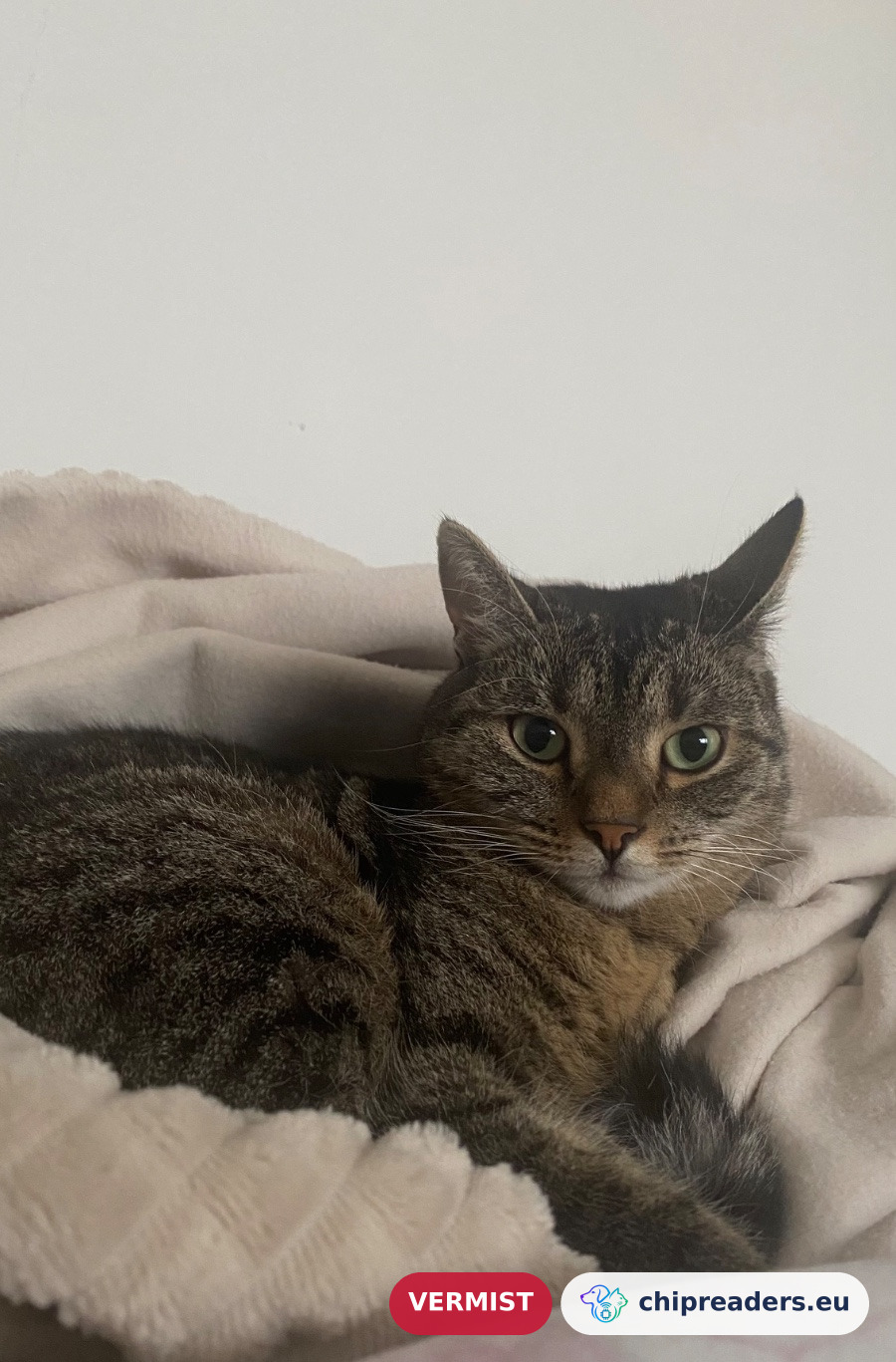 Moesja, kat