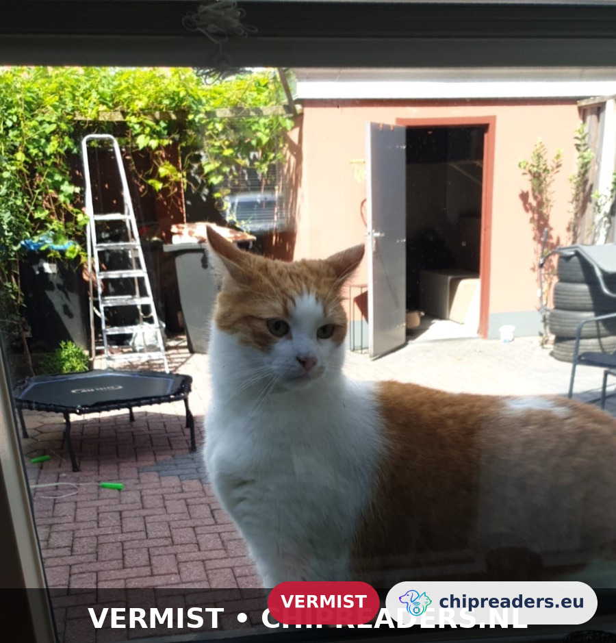 Boncuk, kat