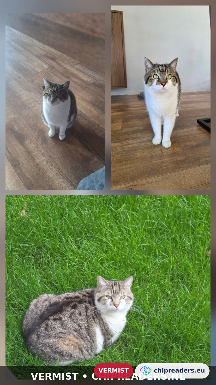 Mikmak, kat