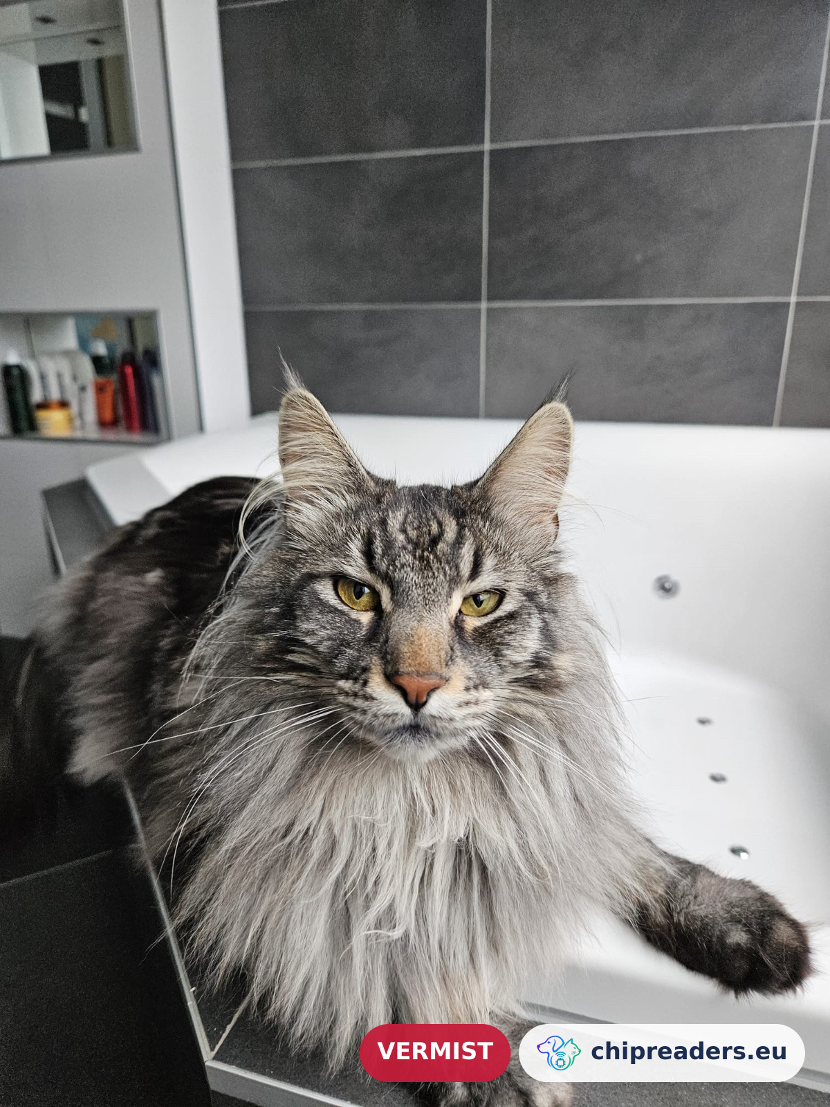 Mozart, kat