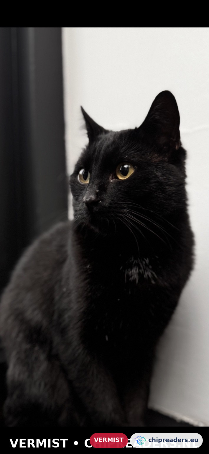 Pablo, Kat