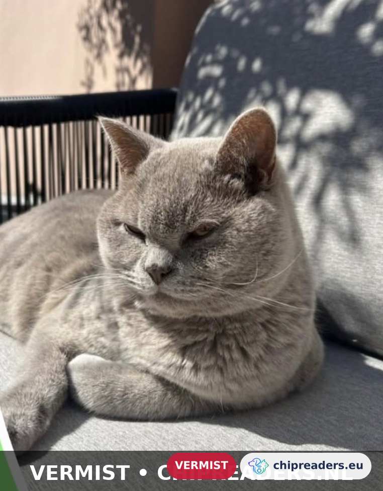 Boris, kat