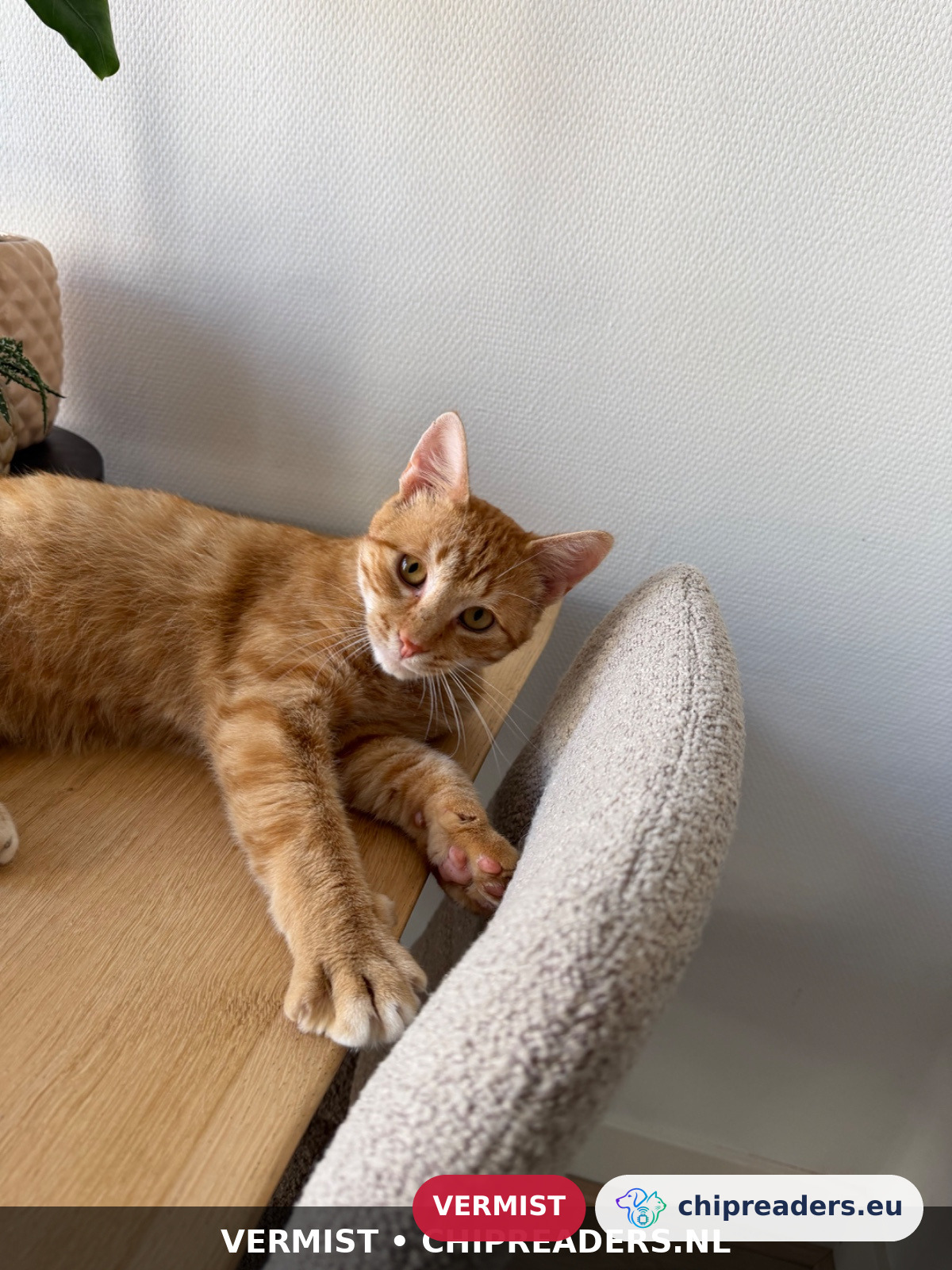 Fitzy (maar staat geregistreerd als Lowietje), Kat