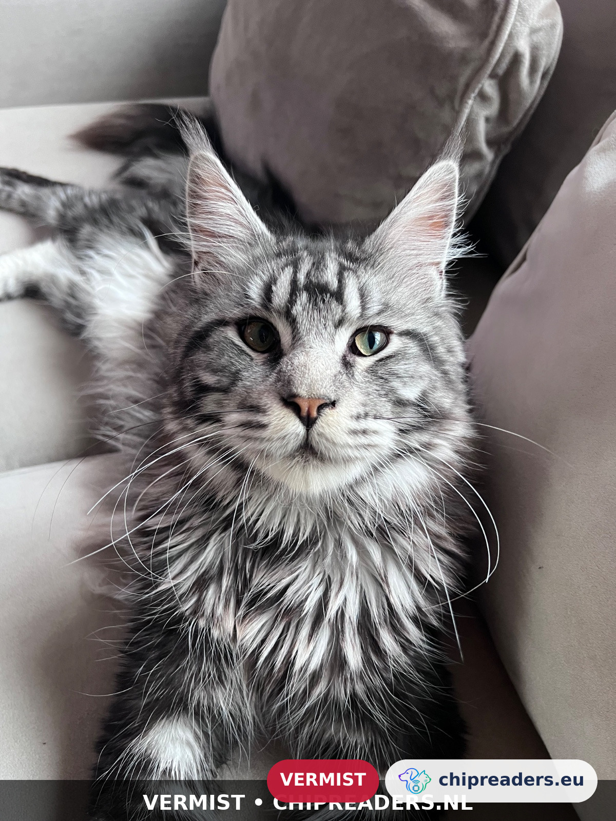 Sasha, Gato