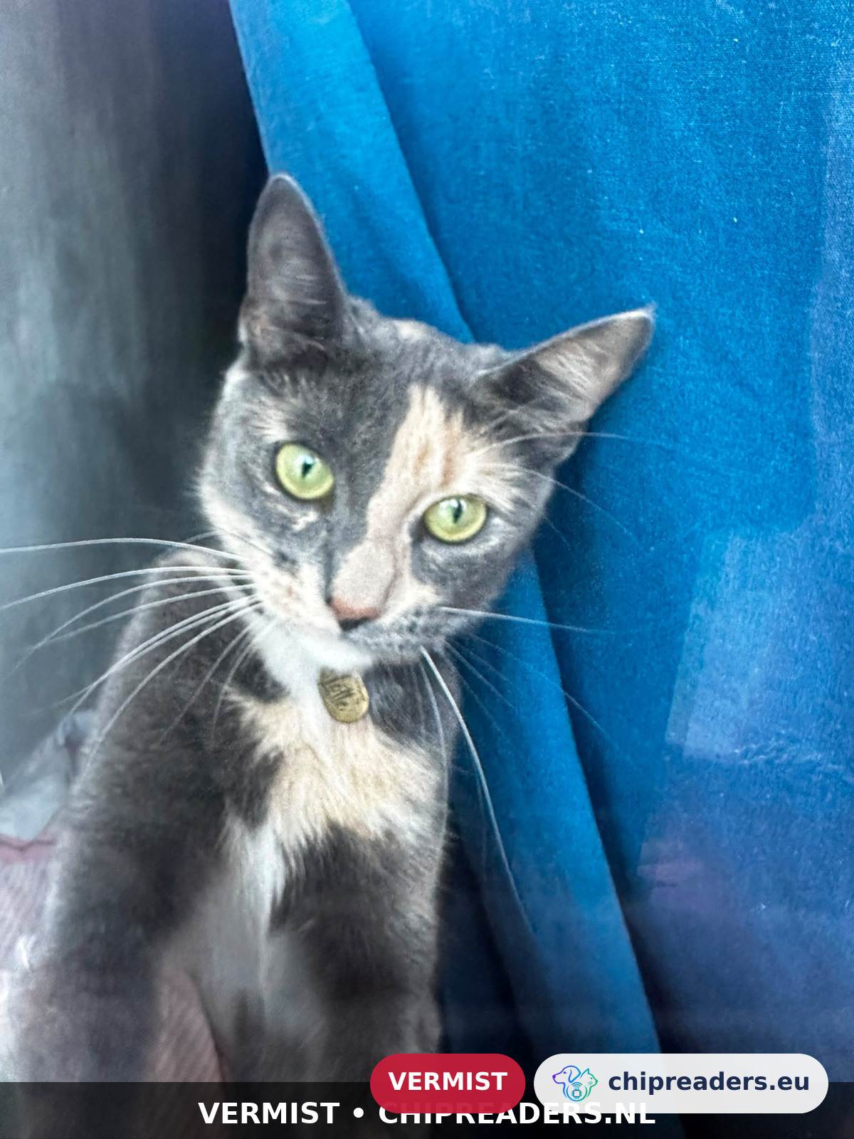 Lilo, kat