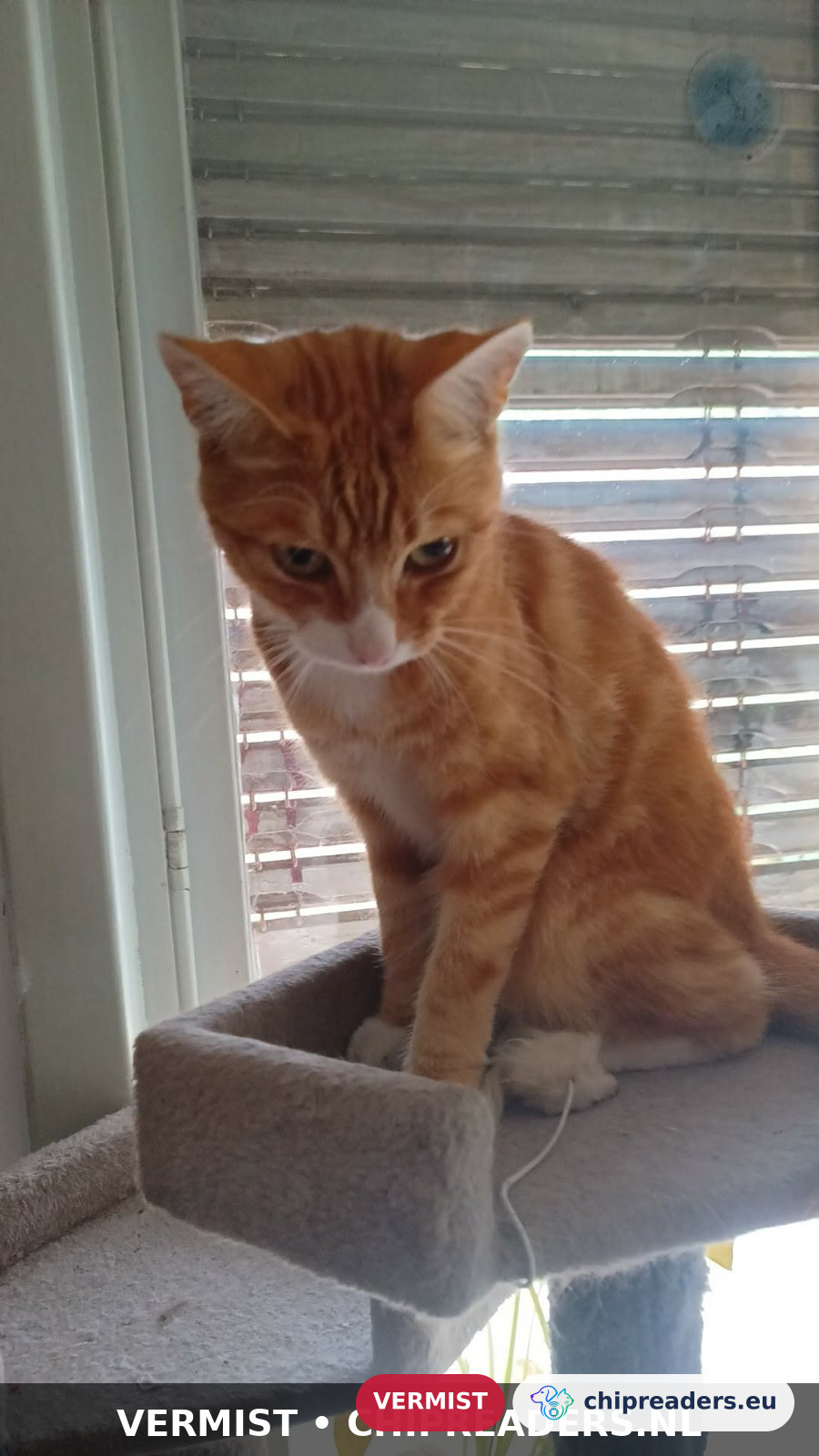 Muffin, kat