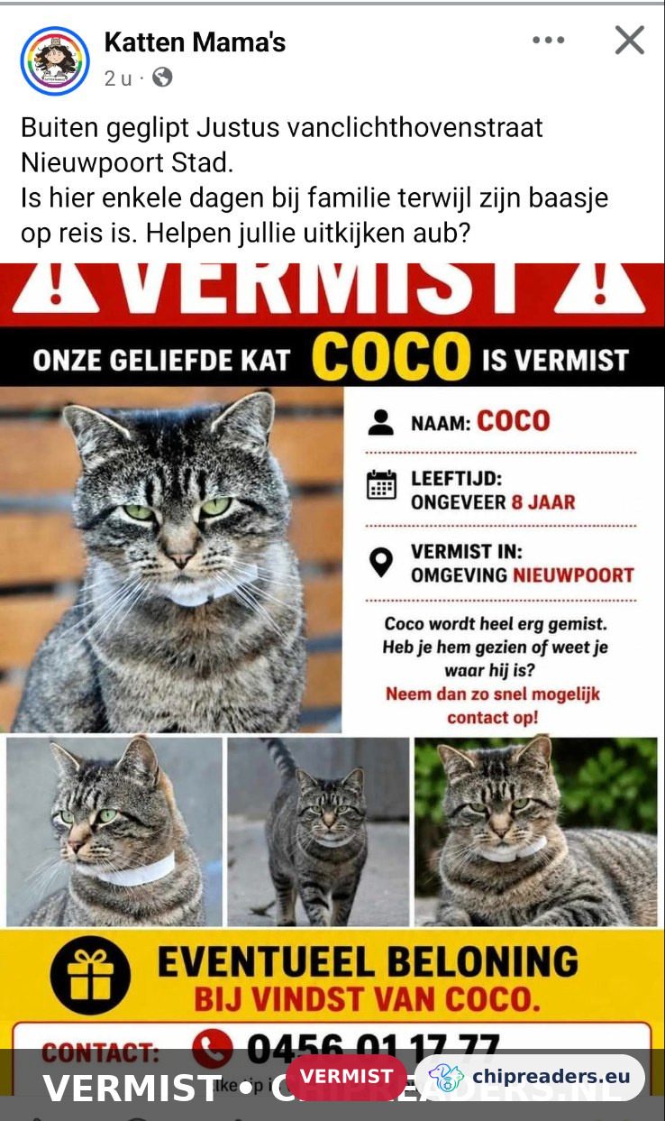 Coco, kat