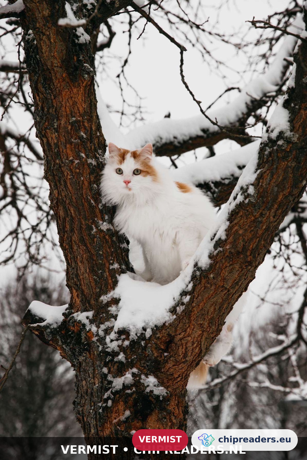 Serafina / roepnaam Mini, kat