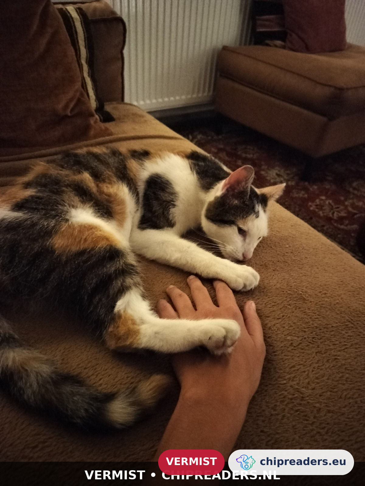 Phoebe, kat