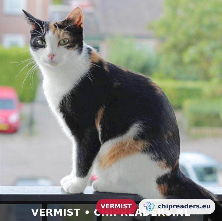 Isabella, Kat